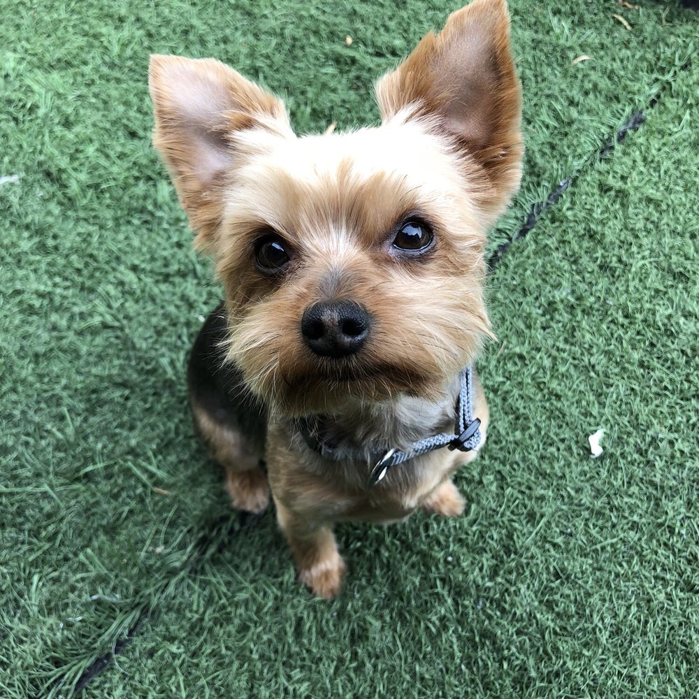 Shedding Clean Pet Grooming - Pet Groomers Near Me - Phoenix, Arizona Shedding Clean Pet Grooming - Pet Groomers Near Me - Phoenix, Arizona