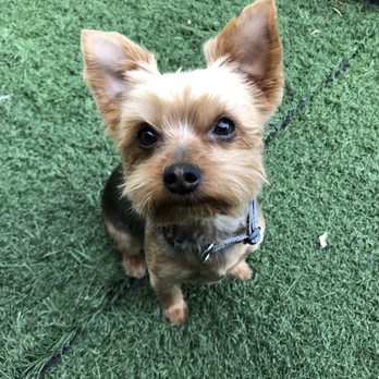 Shedding Clean Pet Grooming - Pet Groomers Near Me - Phoenix, Arizona
