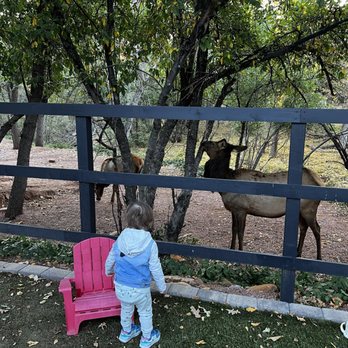The Strawberry Inn - Mama and baby eating the apples from the apple trees on the property - Hotels Near Me - Strawberry, Arizona The Strawberry Inn - Mama and baby eating the apples from the apple trees on the property - Hotels Near Me - Strawberry, Arizona