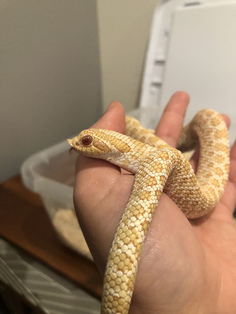 Beast Pets Vista - reptile breeding in Vista, CA