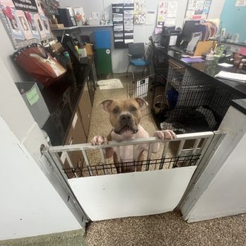 Abandoned Pet Rescue - Animal Shelters Near Me - Fort Lauderdale, Florida
