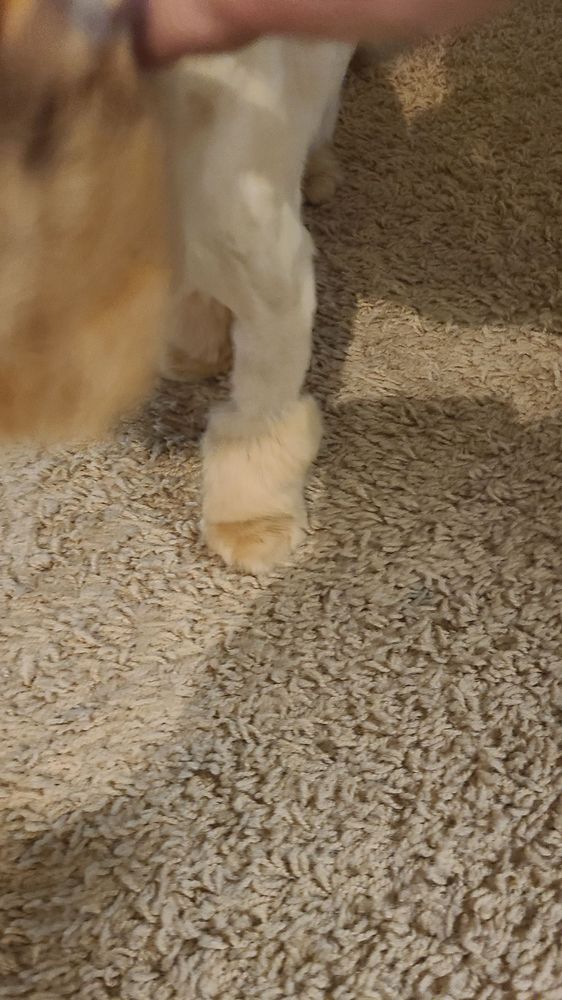 WagSuites - pet boarding facility in West Chicago, IL
