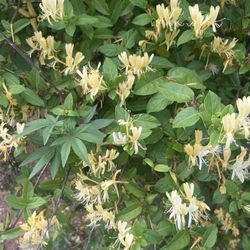 Laurel Hills Park - Japanese honeysuckle. Has the best fragrance