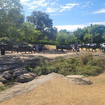 Pioneer Plaza Cattle Drive - Local Flavor Near Me - Dallas, Texas Pioneer Plaza Cattle Drive - Local Flavor Near Me - Dallas, Texas