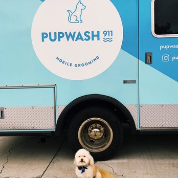Pupwash911 - Benji after his bath! - Pet Groomers Near Me Pupwash911 - Benji after his bath! - Pet Groomers Near Me
