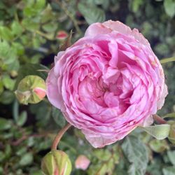 Rose Story Farm