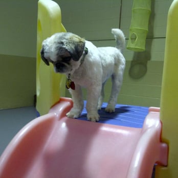 Doggie Central - Doggie daycare is available in our indoor play space, Monday to Friday, 7:30am-6pm year-round, and seasonally on Saturdays. - Pet Sitting Near Me - Mississauga, Ontario Doggie Central - Doggie daycare is available in our indoor play space, Monday to Friday, 7:30am-6pm year-round, and seasonally on Saturdays. - Pet Sitting Near Me - Mississauga, Ontario