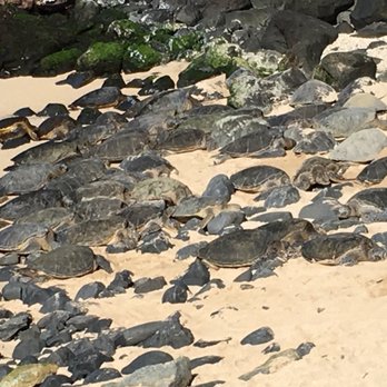 Hookipa Beach Park - At least 45 plus turtles!! - Parks Near Me - Paia, Hawaii