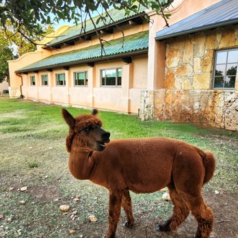 Tillie's - Alpaca greeter - New American Near Me - Dripping Springs, Texas Tillie's - Alpaca greeter - New American Near Me - Dripping Springs, Texas
