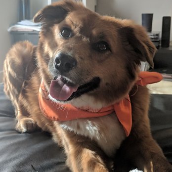 Doggy Daze - Pet Groomers Near Me - Phoenix, Arizona Doggy Daze - Pet Groomers Near Me - Phoenix, Arizona