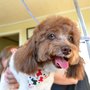 Photo of Summer Meadows Pet Spa