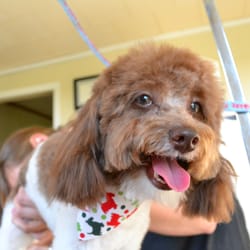 Summer Meadows Pet Spa - Oreo - The miniature poodle