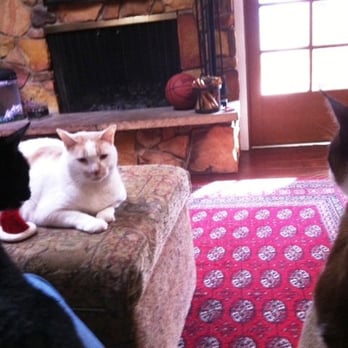Jen's Pet Sitting - Jen is sitting on our couch with our shy kitty on her knee and our tomcat on our ottoman next to the Santa hat! - Pet Sitting Near Me