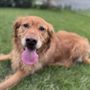 Photo of Love For Your Pup