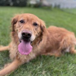 Love For Your Pup - Photos will be provided each stay using a shareable link.