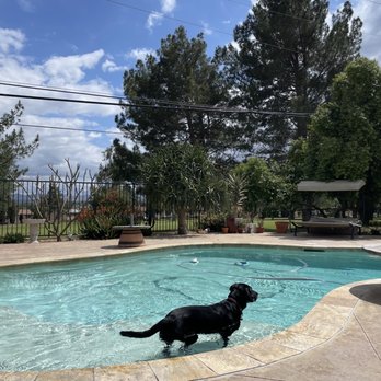 Veterinary Surgical Specialists - Brody swimming post op 3 months - Veterinarians Near Me - Tustin, California Veterinary Surgical Specialists - Brody swimming post op 3 months - Veterinarians Near Me - Tustin, California
