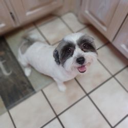 Puppy Cuts Mobile Grooming - Priscilla