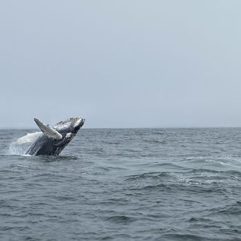 Discovery Whale Watch - Whale Watching Tours Near Me - Monterey, California Discovery Whale Watch - Whale Watching Tours Near Me - Monterey, California