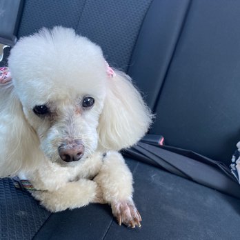 Planet Pet Spa - After her groom! Her face looks clean, her nails were trimmed, and she got bows - Pet Groomers Near Me - San Antonio, Texas Planet Pet Spa - After her groom! Her face looks clean, her nails were trimmed, and she got bows - Pet Groomers Near Me - San Antonio, Texas