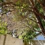 Photo of SavATree Phoenix