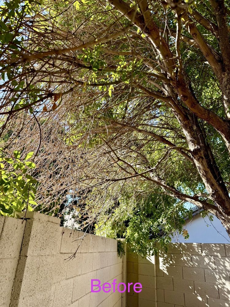 SavATree Phoenix - tree service in Phoenix, AZ