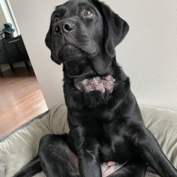 Neck infection due to the training collar