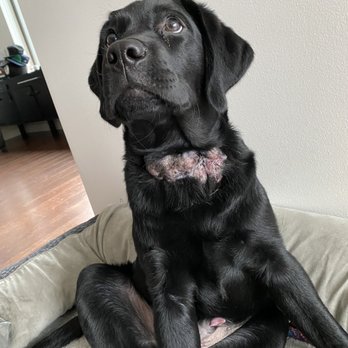 Got Sit Dog Training - Neck infection due to the training collar - Pet Training Near Me
