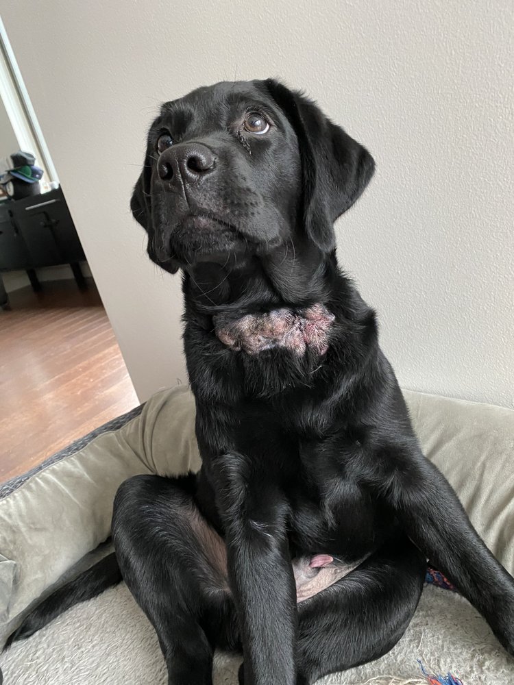 GOT SIT DOG TRAINING with 43 real customer photos Updated August 2024