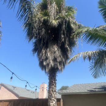 Premier Landscape Renovations - Giant Fan Palm in need of thorough trimming. - Landscaping Near Me Premier Landscape Renovations - Giant Fan Palm in need of thorough trimming. - Landscaping Near Me