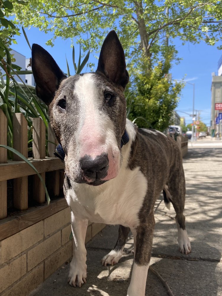 URBAN WAGGERS Updated September 2024 58 Photos & 20 Reviews 42nd