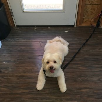 Puppy Cutz - Pet Groomers Near Me - San Jose, California