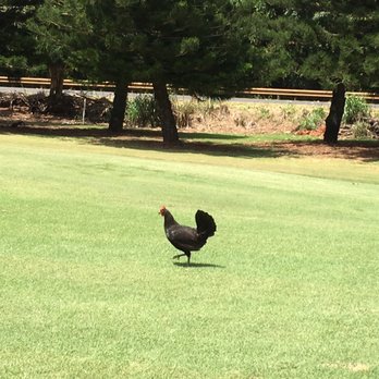 Wailua Municipal Golf Course - Yep there be yardbirds! - Golf Near Me - Lihue, Hawaii Wailua Municipal Golf Course - Yep there be yardbirds! - Golf Near Me - Lihue, Hawaii