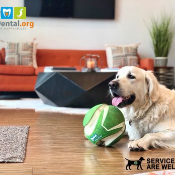 FMS Dental - Service Dogs are Welcome! - Cosmetic Dentists Near Me - Houston, Texas FMS Dental - Service Dogs are Welcome! - Cosmetic Dentists Near Me - Houston, Texas