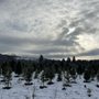 Photo of Red Barn Tree Farm