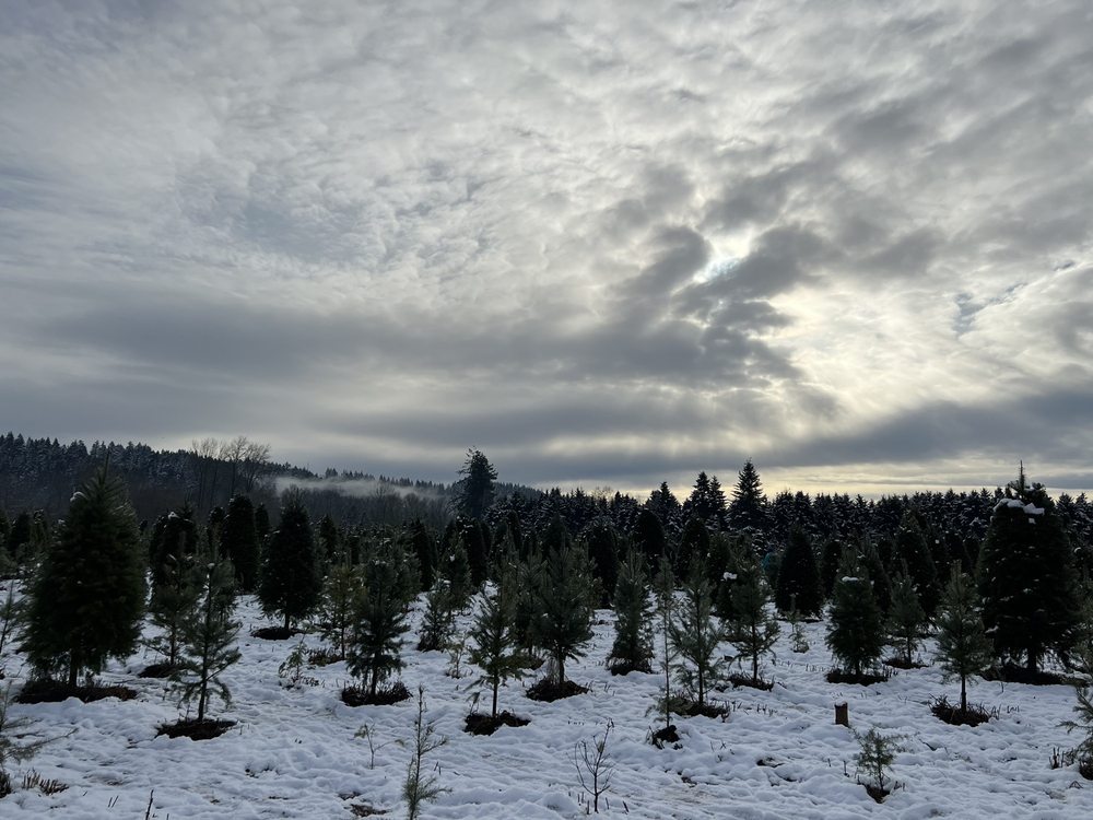 RED BARN TREE FARM Updated September 2024 11617 WA162 St, Puyallup