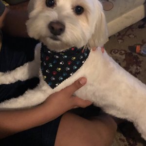 vca almaden valley animal hospital yelp