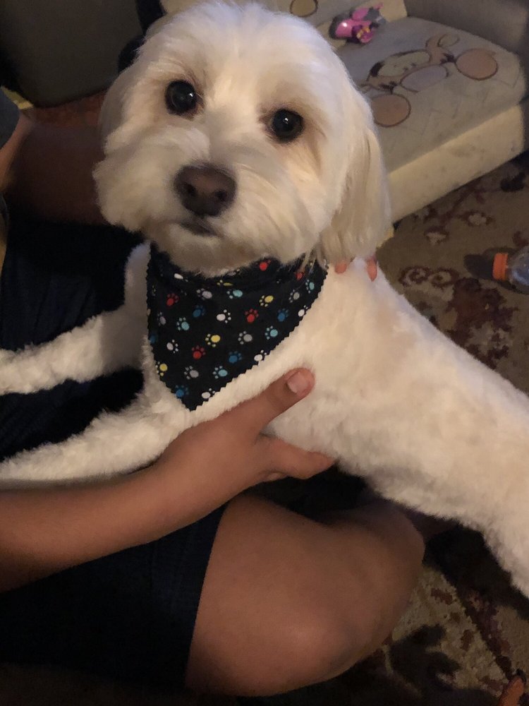 SPRINGDALE KENNELS 75 Photos & 72 Reviews Pet Groomers 520