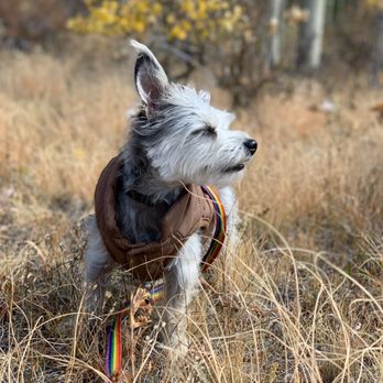 Praise the Paw - Perfect beard line by Praise the Paw! - Pet Groomers Near Me - Denver, Colorado