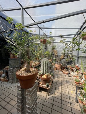 Cactus Store by null