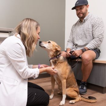 GoodVets Montford - Veterinarians Near Me - Charlotte, North Carolina GoodVets Montford - Veterinarians Near Me - Charlotte, North Carolina