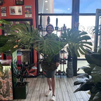 The Plant Room - Thai Constellation monstera - Nurseries & Gardening Near Me - Denver, Colorado The Plant Room - Thai Constellation monstera - Nurseries & Gardening Near Me - Denver, Colorado