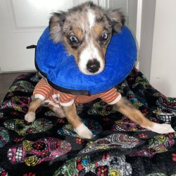 Spay Now