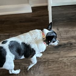 The Wash Wag - Shiny and sporting his new collar