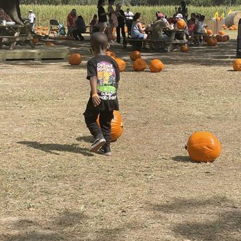 Froberg's Farm - Pumpkins - Pick Your Own Farms Near Me - Alvin, Texas Froberg's Farm - Pumpkins - Pick Your Own Farms Near Me - Alvin, Texas