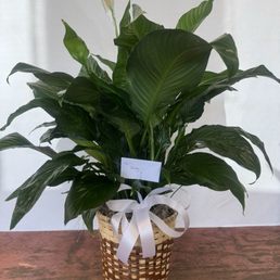 The photo doesn't it justice! The plant was large and beautiful. I just don't take good pictures haha :) - A peace lily plant with broad, dark green leaves and a single white flower is placed in a woven basket with a white ribbon, on a wooden surface.