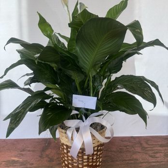 Arrowhead Flowers - The photo doesn't it justice! The plant was large and beautiful. I just don't take good pictures haha :) - A peace lily plant with broad, dark green leaves and a single white flower is placed in a woven basket with a white ribbon, on a wooden surface. - Florists Near Me - Glendale, Arizona