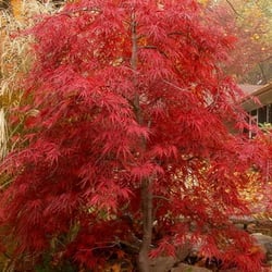Happy Valley Farm - Crimson Queen 6Years old that we are selling now at the farm its just stunning
