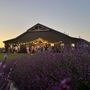 Photo of Calyx Creek Lavender & Lodging