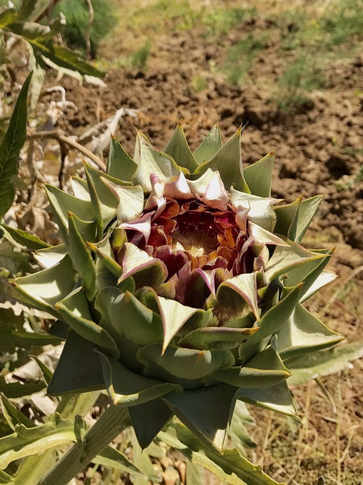 The artichokes were reason enough to visit! Yelp