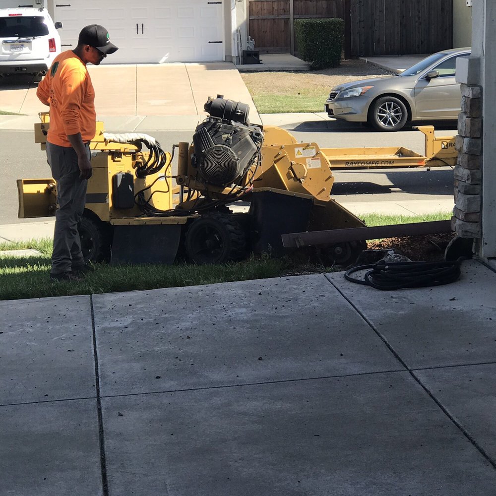 Monticello Tree Service - Grinding down stump #1. - Tree Services Near Me Monticello Tree Service - Grinding down stump #1. - Tree Services Near Me